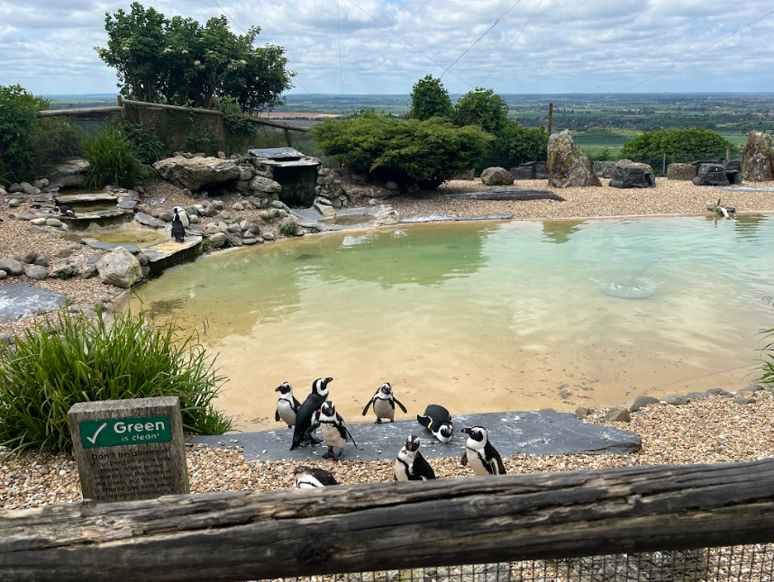 Our Early Years pupils and staff had a great day at Whipsnade Zoo today. This visit enhanced the children’s learning of their project ‘Ready Steady Grow’ and gave them the opportunity to explore different animals and their habitats. @ZSLWhipsnadeZoo #BestofBeecroft