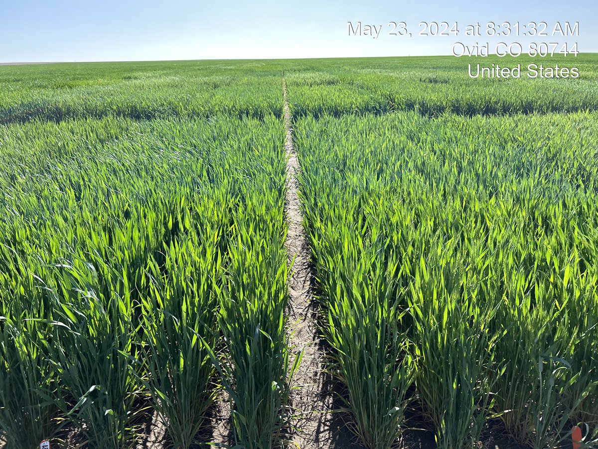 josh_coltrain's tweet image. Yield testing #wheat in the high plains is fascinating. From incredible yield potential south of Ovid, CO to probably the worst #hail damage I’ve ever witnessed north of Yuma, CO it’s been a unique loop. Both pics are of AP Bigfoot (L) and new variety AP Sunbird (R).