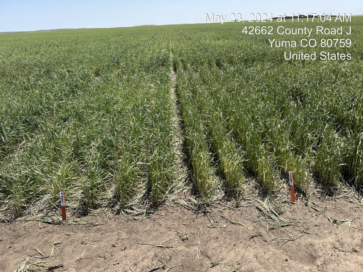josh_coltrain's tweet image. Yield testing #wheat in the high plains is fascinating. From incredible yield potential south of Ovid, CO to probably the worst #hail damage I’ve ever witnessed north of Yuma, CO it’s been a unique loop. Both pics are of AP Bigfoot (L) and new variety AP Sunbird (R).