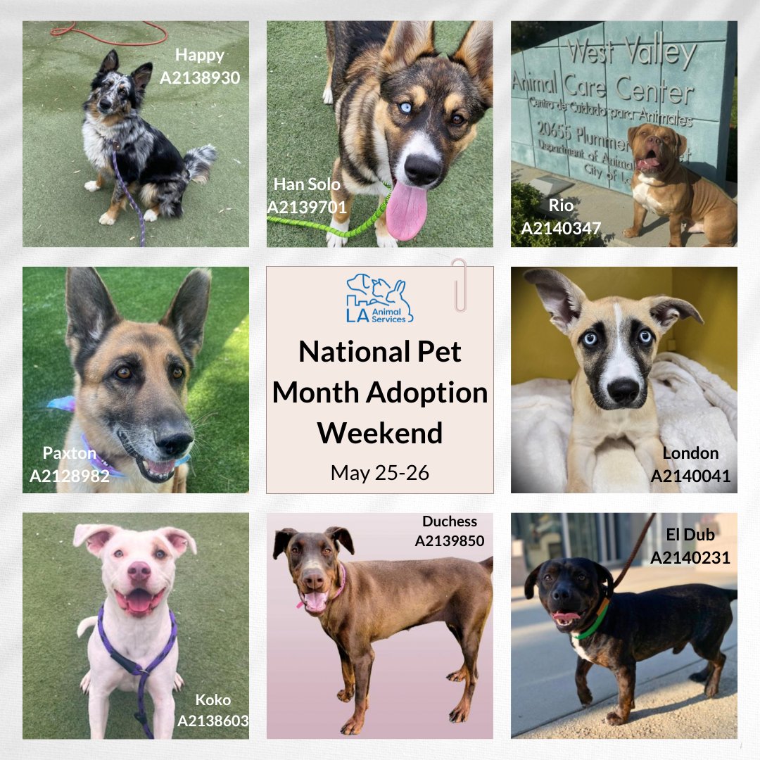 May is #NationalPetMonth! 🐾 To encourage the community to adopt a pet, we're offering reduced adoption fees for dogs, cats, puppies, and kittens this weekend! #lacitypets #HumaneLA #adopt #foster #adoptdontshop #adoptashelterpet