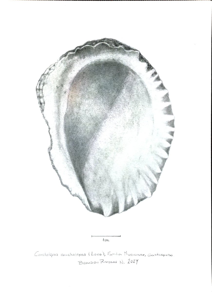 BRAAL_ART's tweet photo. Loco (conchalepas conchalepas) - graphite on paper https://t.co/Dg90NGWuPZ
