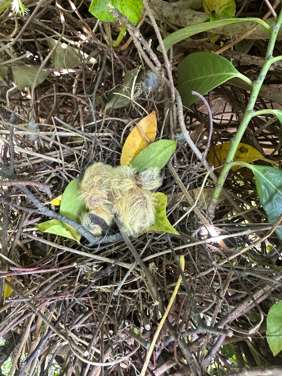 Bofbips
Pieper uit het nest gevallen, maar het goede nieuws is.. nest gevonden en teruggezet, hoe gaaf is dat. Vindt u een kleine vogel en vind je het nest, terug zetten is een heel goed idee (Het reukorgaan van een vogel is niet zo goed ontwikkeld dat de kleine verstoten wordt)