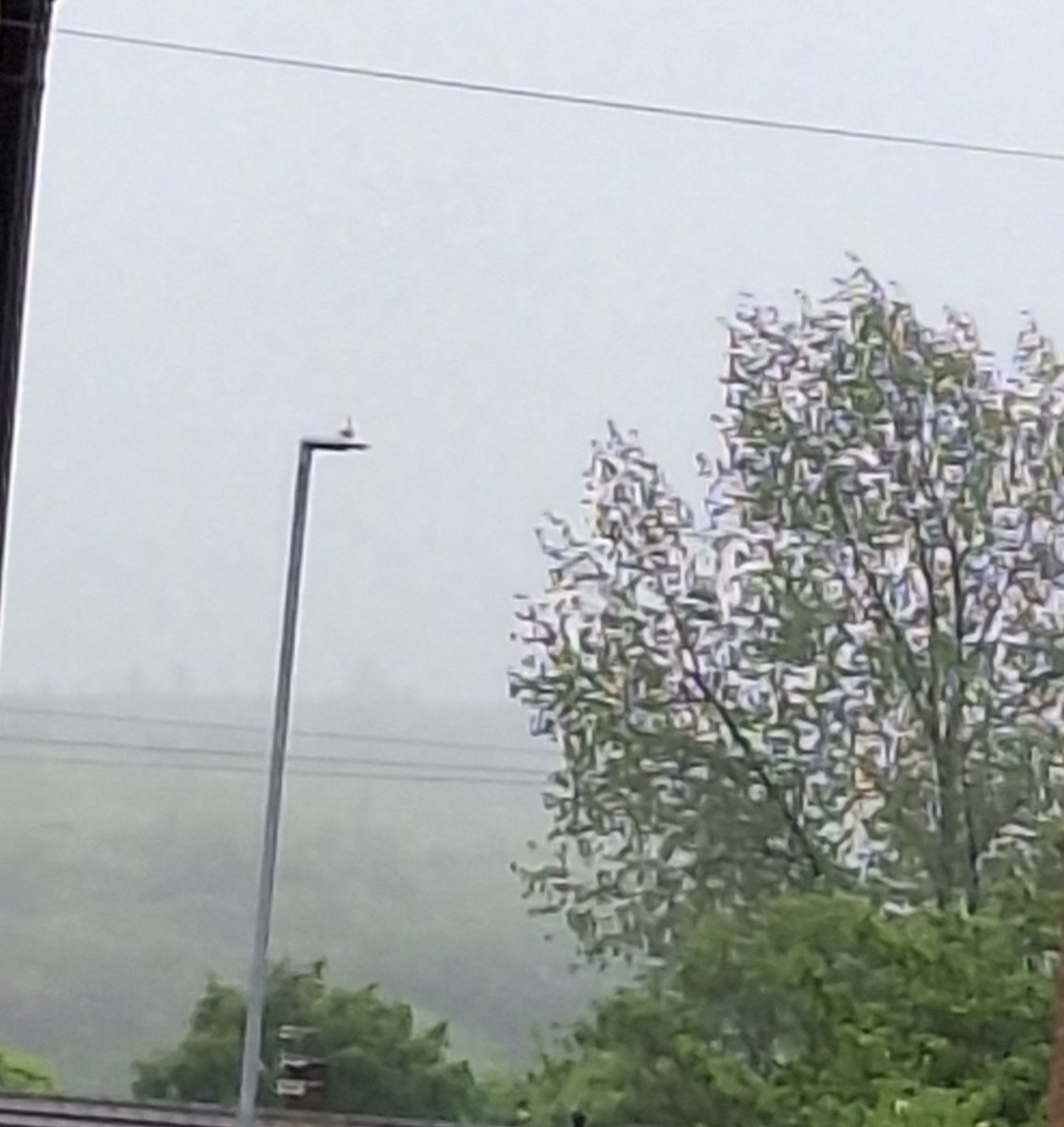 It's a very low mist this evening. Not raining as such but you still end up very wet walking the dog! This is a view past the houses of Oldham Golf Course! @MyGarden_Uk