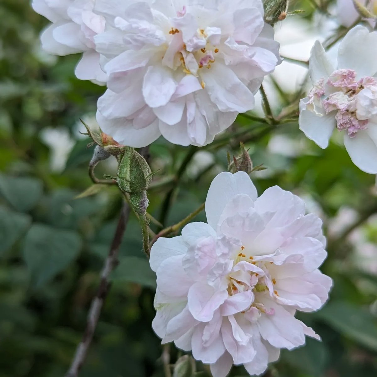 soeren_official's tweet photo. Es ist eine Art #Hassliebe zwischen den #Ramblerrosen und mir. Sie wachsen wie #Unkraut aber sehen verdammt gut aus. 😅 

#Rosen
#Blumen
#Garten
#Gartenliebe
#Blumengarten
#Natur
#Pflanzen
#Garteninspiration
#Blütenpracht
#Rosenliebe
#Gärtnern
#Gartenfreude
#Gartenideen https://t.co/3vX6PRrb02