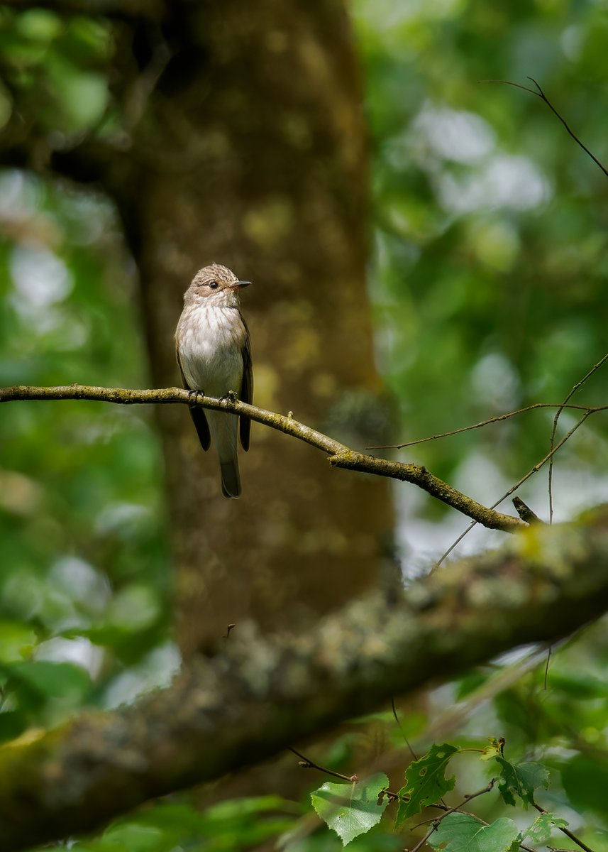 A Beetle and a Spotted Flycatcher at the top end of Dowles Brook, Wyre Forest. No sign of the Wood Warbler (one was very showy this time last year), but these were great compensation. Taken last Friday. @WorcsBirding @WestMidsBirding