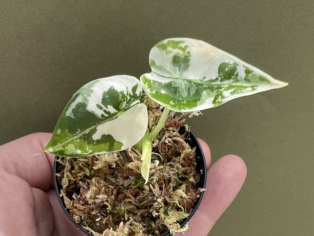 chinese money plant light Chinese Money Plant Pilea peperomioides