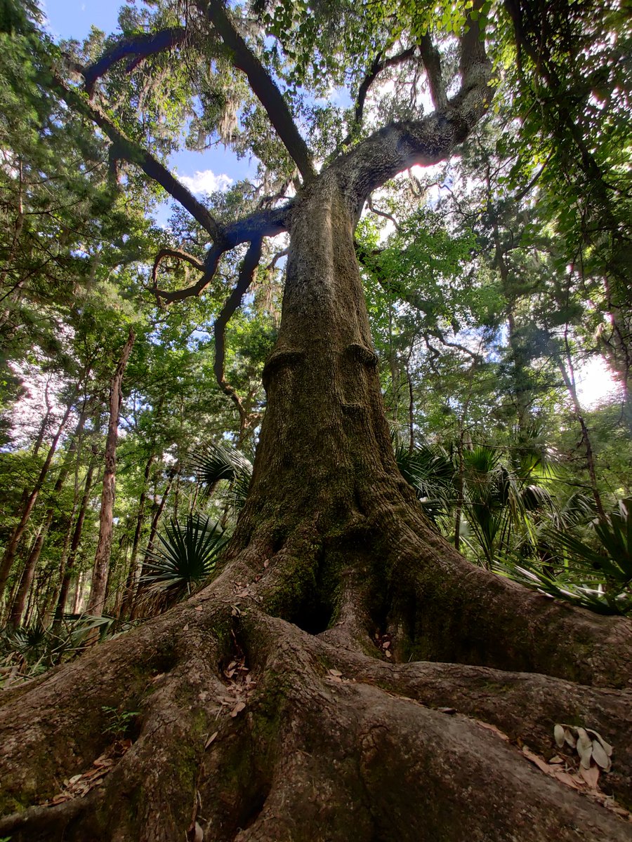 Visiting my favorite tree