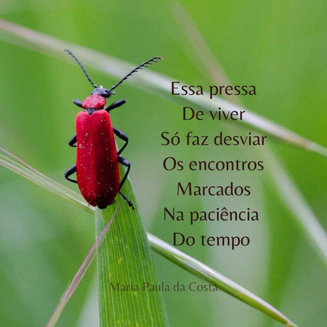 MPaulaOrganizer's tweet photo. Sem pressa 
Ou com…

#poemizo #palavras #tempo #calma #devagarinho https://t.co/Um2TJja772