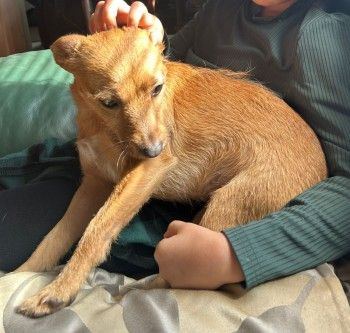 🆘11 MAY 2024 #Lost ROXY YOUNG Light Brown Pomeranian Cross Female Lost from Drive of home Near West Hendon playing fields #London #NW9 nr by: #A5 #M1 Motorway doglost.co.uk/dog-blog.php?d…