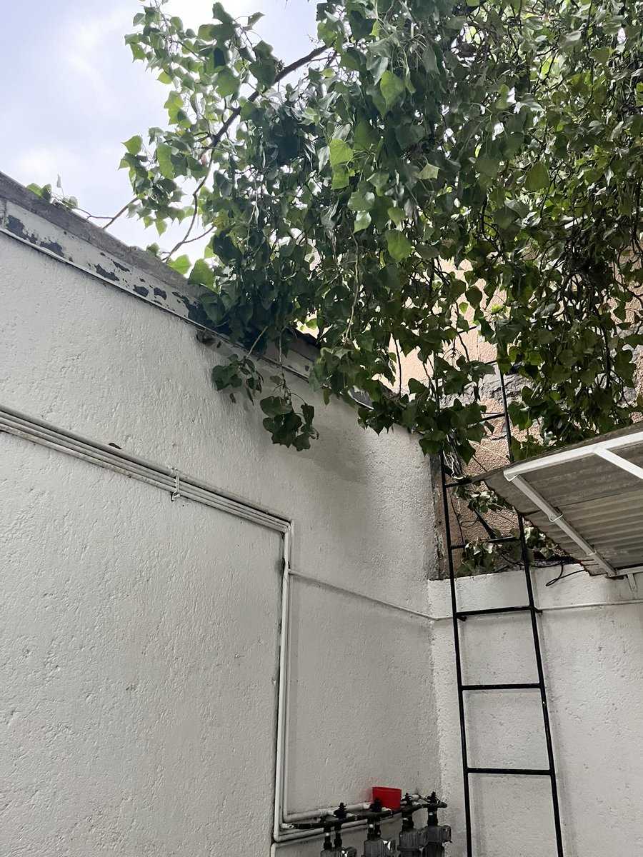 KiutaV's tweet photo. Gente de X el día de ayer hubo vientos fuertes en la CDMX y en la colonia Narvarte tenemos un problema con el árbol que tenemos cerca.
El árbol ya está en el área de las jaulas del edificio y muy cerca del tanque de Gas, esto es un peligro a los vecinos . @En_Narvarte https://t.co/VZgNCYKImQ
