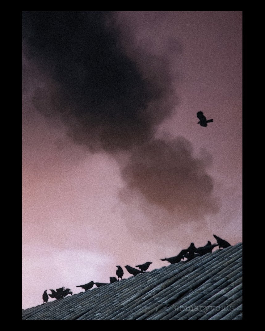 Binary_Voids's tweet photo. #aplaquetale #aplaquetalerequiem #PhotoMode #ThePhotoMode #VirtualPhotography #VirtualPhotographersOnTwitter
#VirtualPhotoTop #binaryvoids @AsoboStudio https://t.co/GGZZpjcnTd