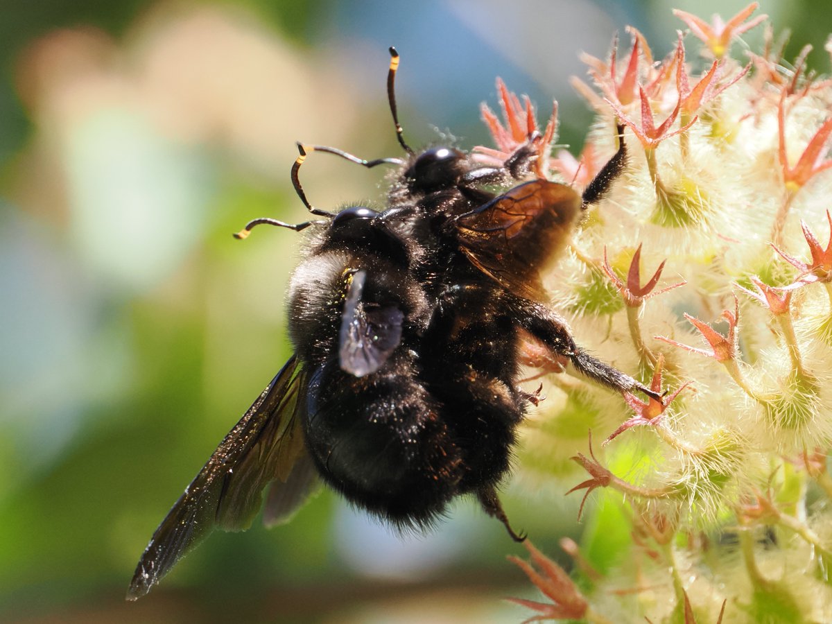 La sorpresa del día ha sido esta pareja de machos de abejorro carpintero (Xylocopa violacea) entregados al amor.