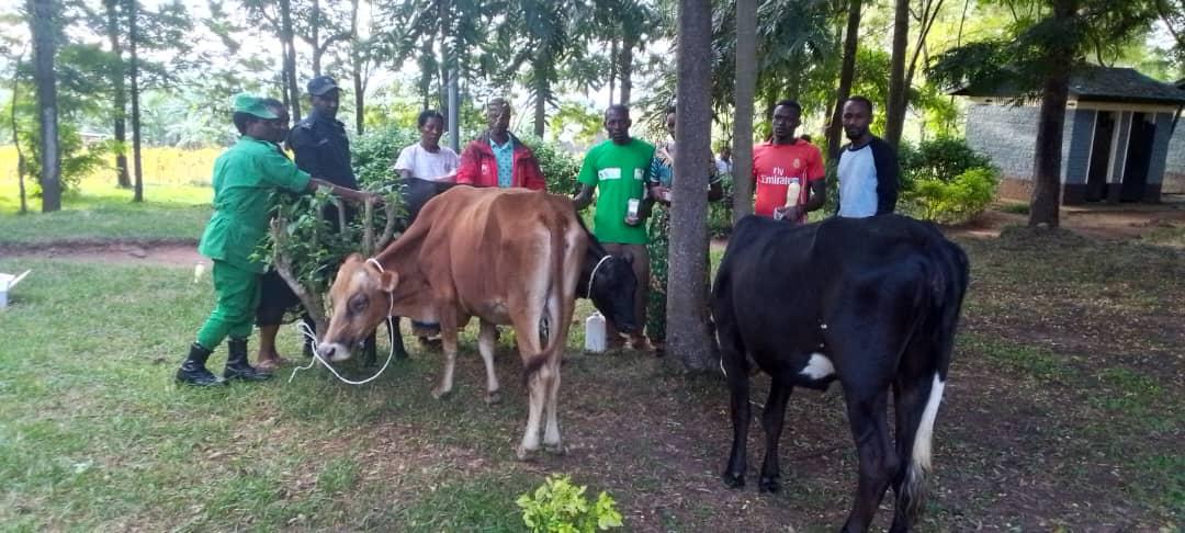 Ku bufatanye n'Akarere ka KIREHE mu Murenge wa kigarama  none tariki ya 23.05.2024 mu Murenge wa kigarama twakiriye inka 5 zizorozwa abatishoboye muri gahunda ya Girinka.