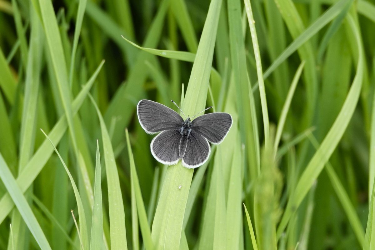 Janice Sutton tweet media