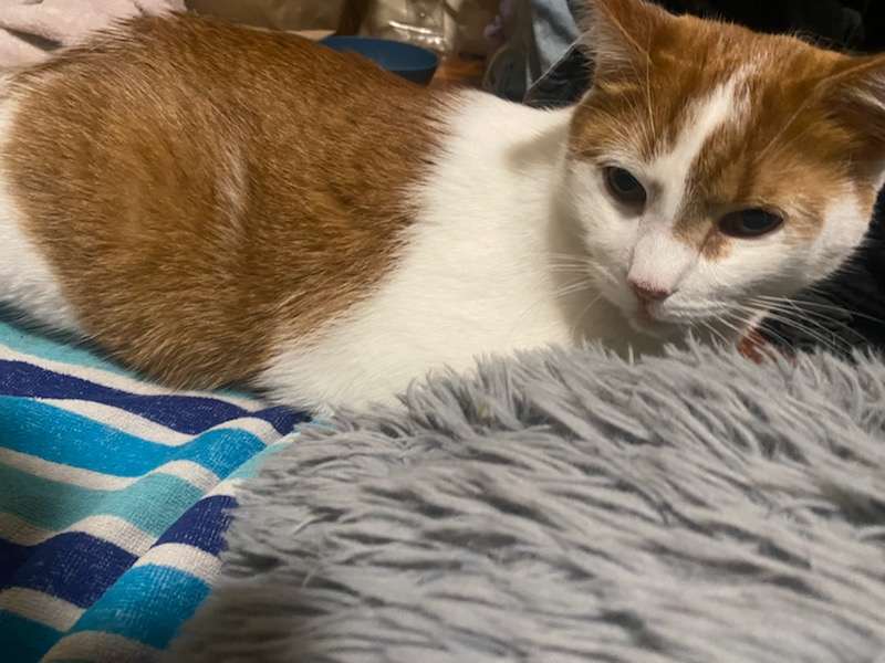 ripetnetwork's tweet image. Simba's owner needs to raise $2000 by tomorrow for him to have life-saving surgery for an intestinal obstruction :( We have only been able to raise $75 so far. Please donate at RIPetNetwork.org/donate 

#PetsinNeed #veterinarycare #SaveSimba #catsinneed #emergencyvetcare