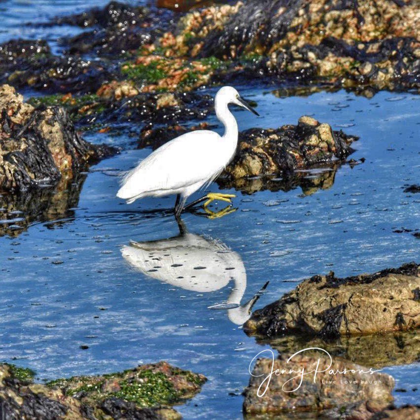 City Nature Challenge 2024 Bioblitz Little Egret with the definitive yellow feet fishing in the rock pools in Betty’s Bay. Perfect reflection while concentrating on catching lunch #overstrandbioblitzing #biodiversity #bird #shorebirds #pringlebaybirding #inaturalist