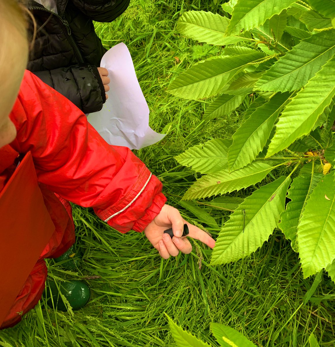 We found a damselfly hiding among the branches and mysterious eggs 🐛 🦋 🐞 @WoodyCPSaltney what invertebrates are hiding in your forest? 🌳 🌳 🌳 #OutdoorClassroomDay