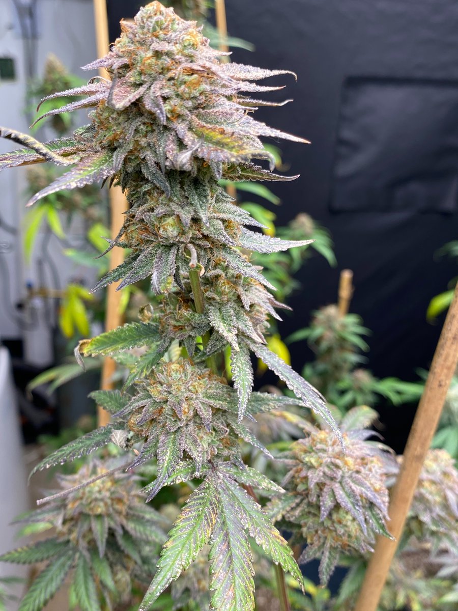 NorthCoastGen's tweet photo. Black afghani Landrace is a challange to grow but worth the work https://t.co/iRiT4qZ7oy