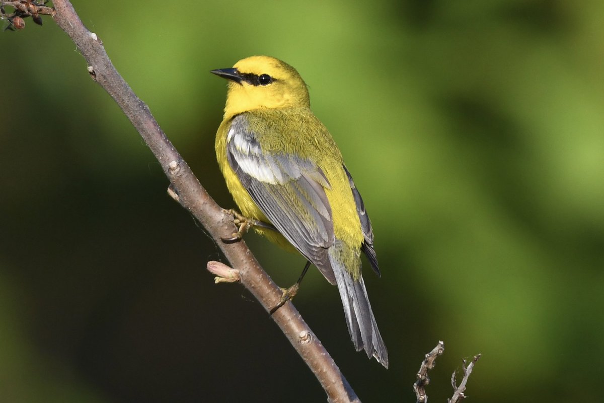 Blue winged warbler Ontario Canada 🇨🇦