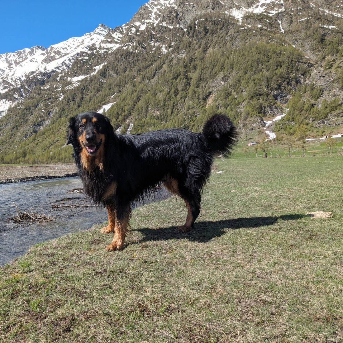 AlDru78's tweet photo. ...5 anni: nonostante io continui a ripetermi che sei solo un cagnolone comparso improvvisamente un giorno di luglio, sappiamo entrambi che non è così. Auguri Arunin, e 1.000 di queste montagne e 10.000 di questi torrenti e 1.000.000 ancora di questi giorni 😍 https://t.co/6HPKo294Vb