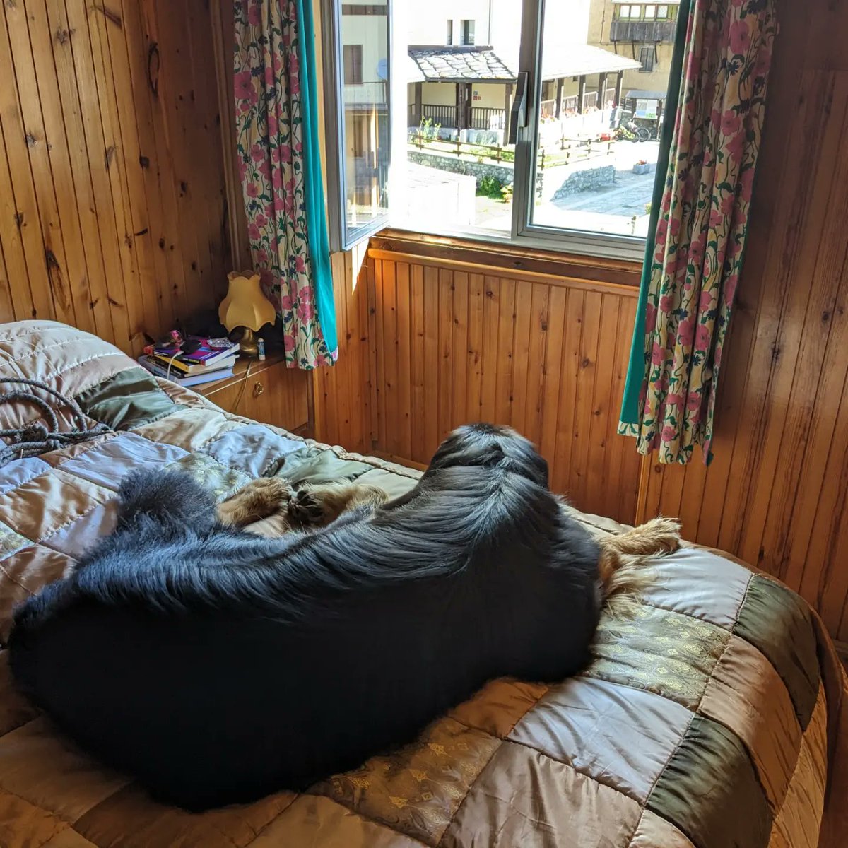 AlDru78's tweet photo. ...5 anni: nonostante io continui a ripetermi che sei solo un cagnolone comparso improvvisamente un giorno di luglio, sappiamo entrambi che non è così. Auguri Arunin, e 1.000 di queste montagne e 10.000 di questi torrenti e 1.000.000 ancora di questi giorni 😍 https://t.co/6HPKo294Vb