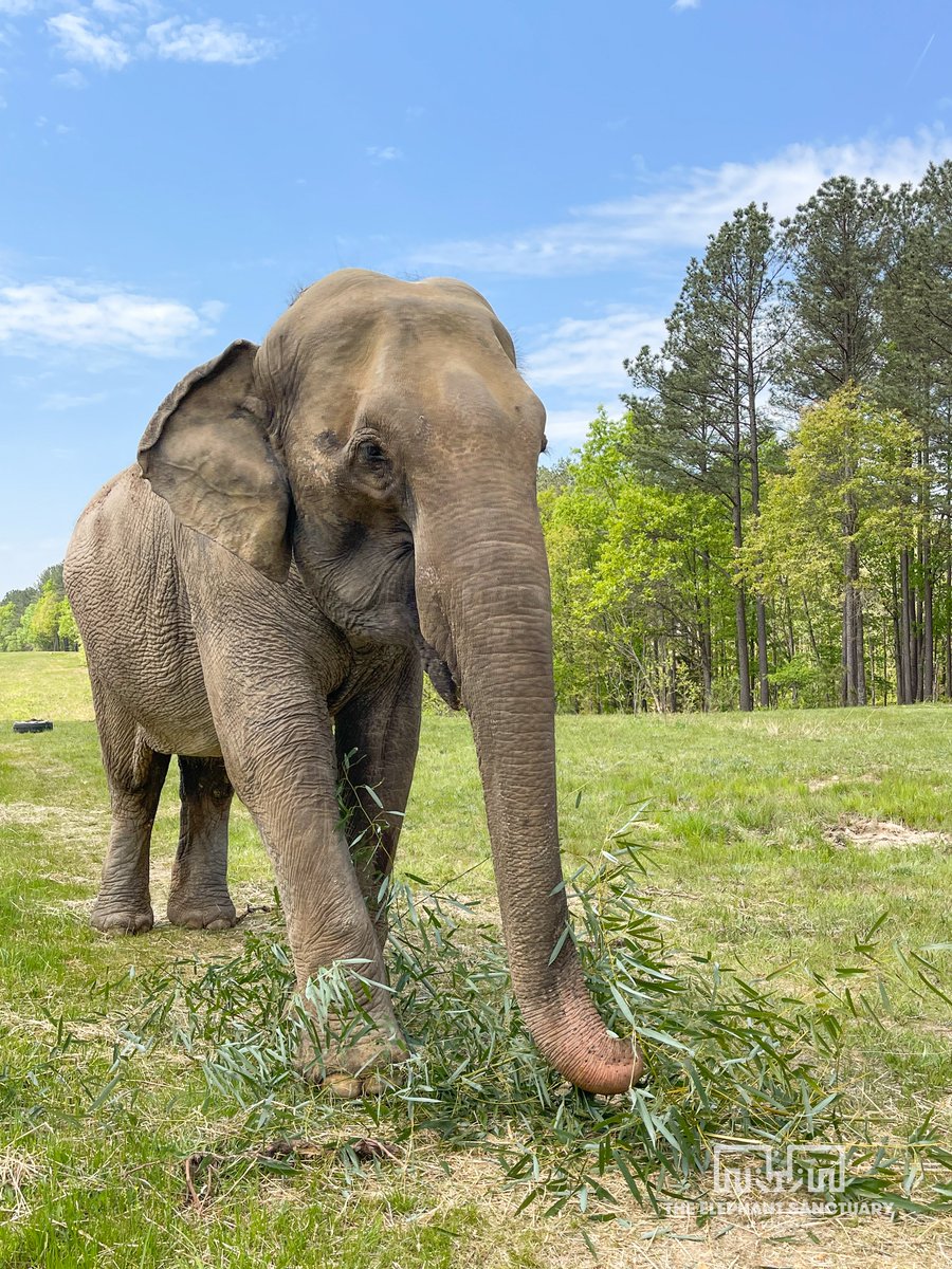 Thanks to the City of Hohenwald for their recent donation of bamboo! Bamboo is a preferred snack for The Sanctuary’s resident elephants and is often used for both food and enrichment.