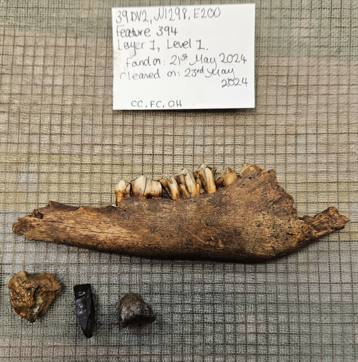 UofEArchaeology's tweet photo. A bit of environmental archaeology at Mitchell today: the mandible of a baby bison, some bucket flotation for charred plants, and a carbonised maize kernal. https://t.co/eKOfUqudU9