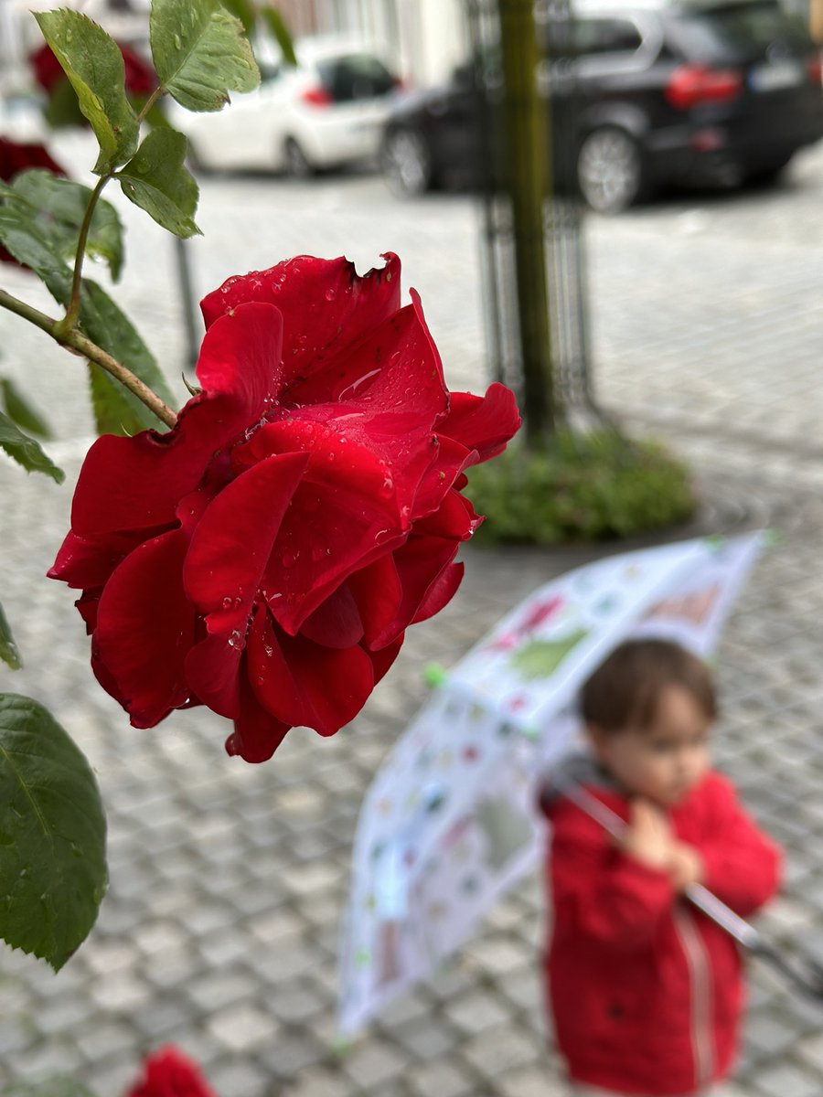 But he that dares not grasp the thorn. Should never crave the rose! #Landesgartenschau2024 #Wangen