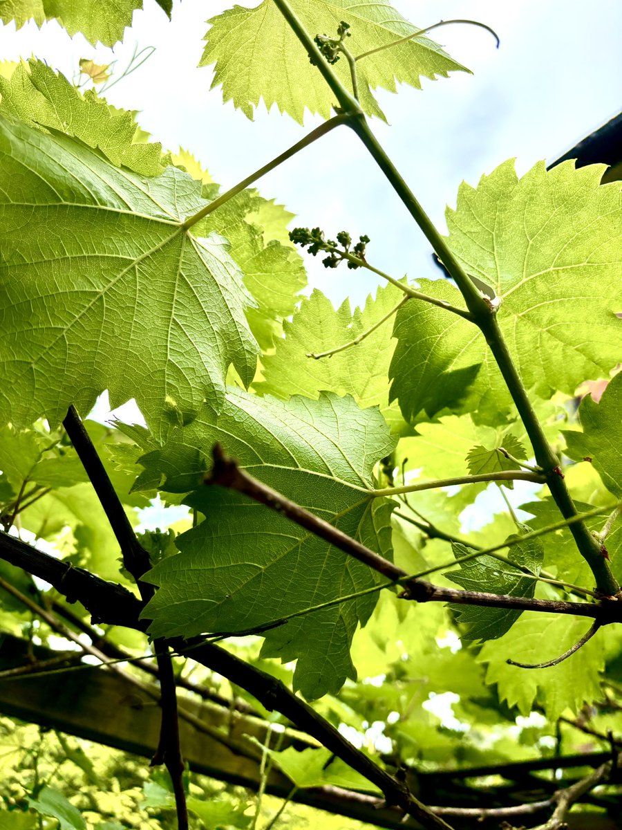 Wesonator tweet media