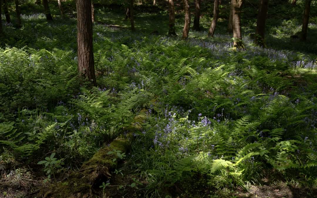 Chrisp_2019's tweet photo. Some fantastic conditions in my local woodland last week while the sun was out, the Bluebells were still looking great but starting to fade now. #photography #woodland #yorkshire https://t.co/emsiBOGHb2
