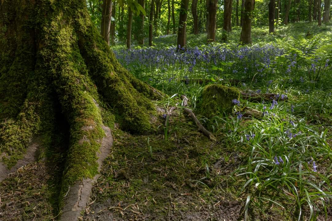 Chrisp_2019's tweet photo. Some fantastic conditions in my local woodland last week while the sun was out, the Bluebells were still looking great but starting to fade now. #photography #woodland #yorkshire https://t.co/emsiBOGHb2