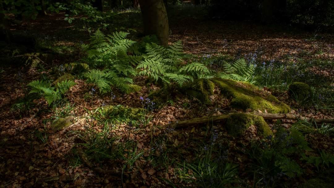 Chrisp_2019's tweet photo. Some fantastic conditions in my local woodland last week while the sun was out, the Bluebells were still looking great but starting to fade now. #photography #woodland #yorkshire https://t.co/emsiBOGHb2