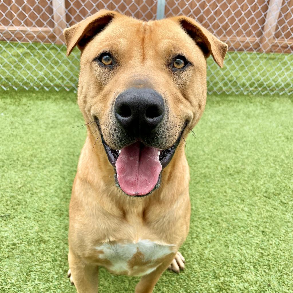 Casanova is a charmer who lives up to his name! He is an 85-pound lap dog and a bundle of love. Casanova gets along well with other dogs and loves every person he meets. Casanova is fully vaccinated, neutered and microchipped - he is READY to go home tinyurl.com/248okxgg