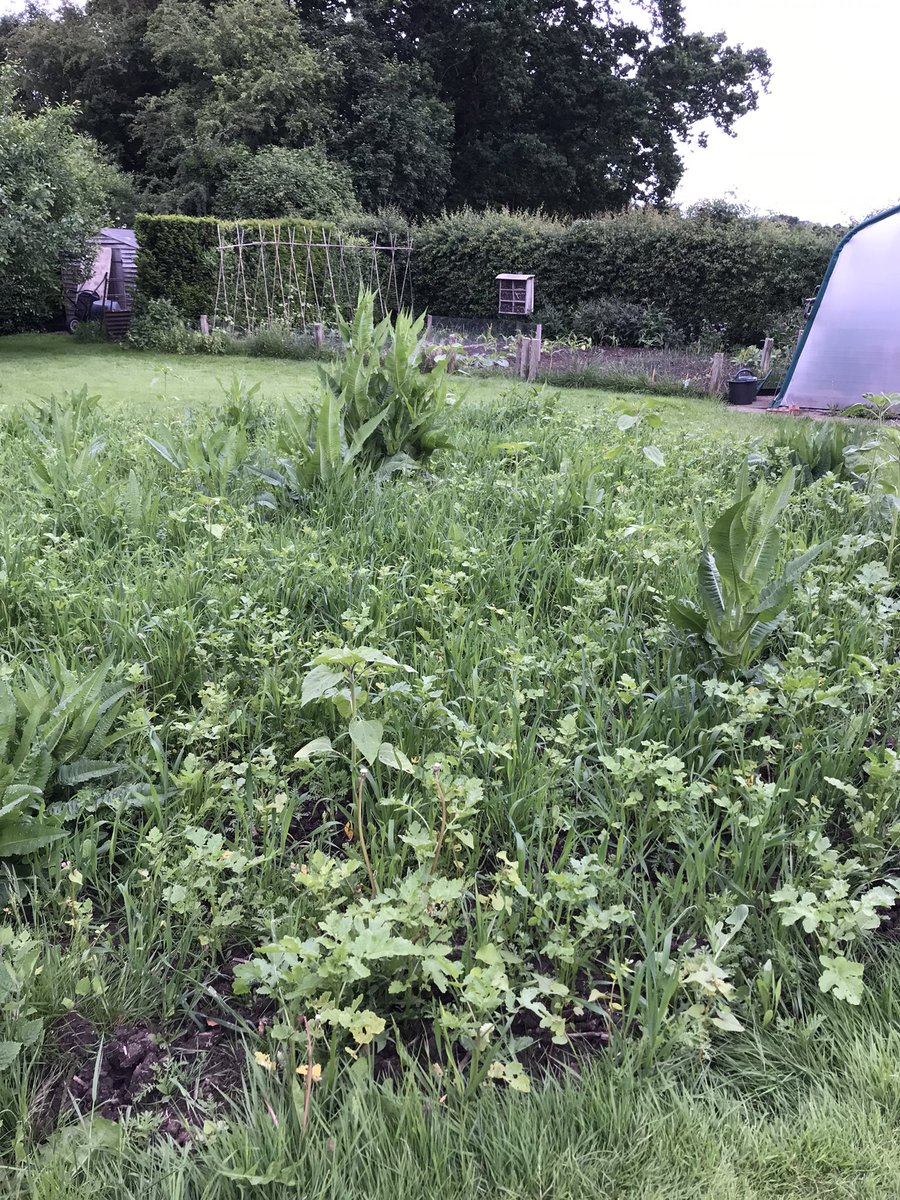 My #BumbleBird patch is way behind what it was in 2023. However, last year it was in year 2 & this year I’ve re-sown. @CotswoldSeeds @BumblebeeTrust @Natures_Voice