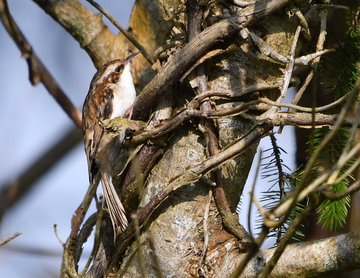 A tree creeper making its way up a tangled tree trunk.