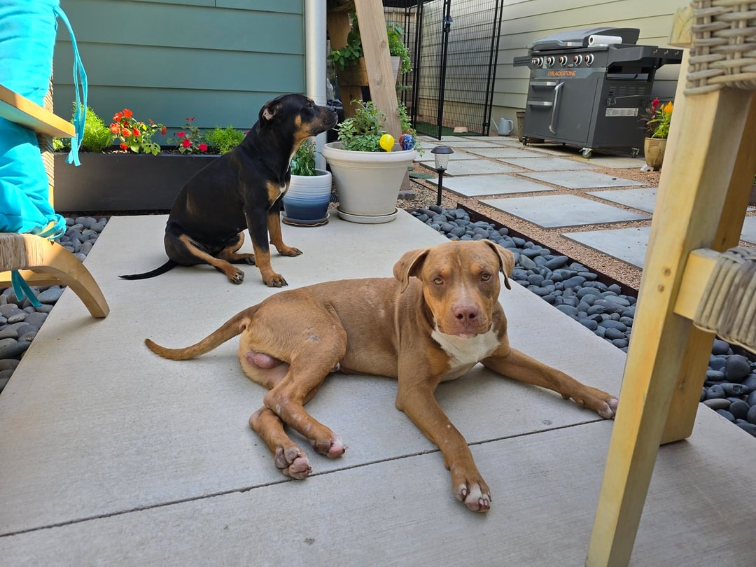 tjcasteel's tweet photo. My team said if someone was interested, they would arrange to meet within a reasonable distance. They hope someone will be interested in both as they seem inseparable.
Anyone I know in the OKC Area looking to adopt a dog or 2? These two were abandoned in my boss's area. https://t.co/jyiaEhDWl3