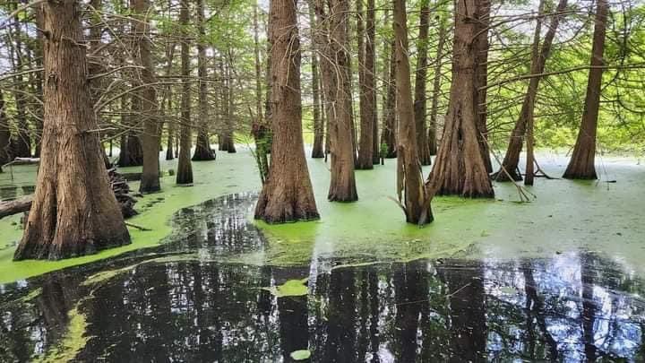 chlambo34's tweet photo. Good Night From 💚🇩🇿
📍Tonga-Lac El Kala #Taref #Algeria
By : @fdctrek34 https://t.co/CjTzWkPxcz