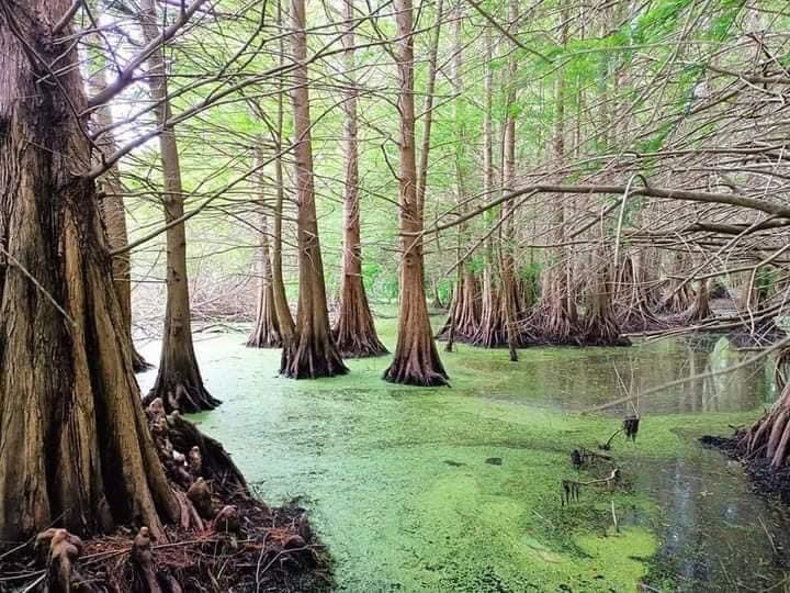 chlambo34's tweet photo. Good Night From 💚🇩🇿
📍Tonga-Lac El Kala #Taref #Algeria
By : @fdctrek34 https://t.co/CjTzWkPxcz