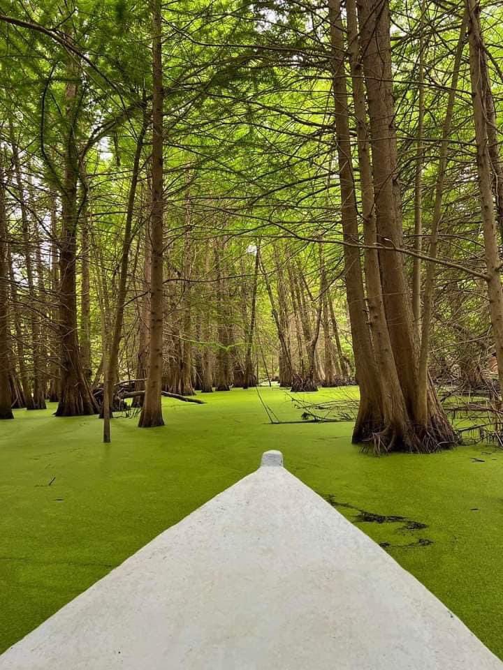 chlambo34's tweet photo. Good Night From 💚🇩🇿
📍Tonga-Lac El Kala #Taref #Algeria
By : @fdctrek34 https://t.co/CjTzWkPxcz