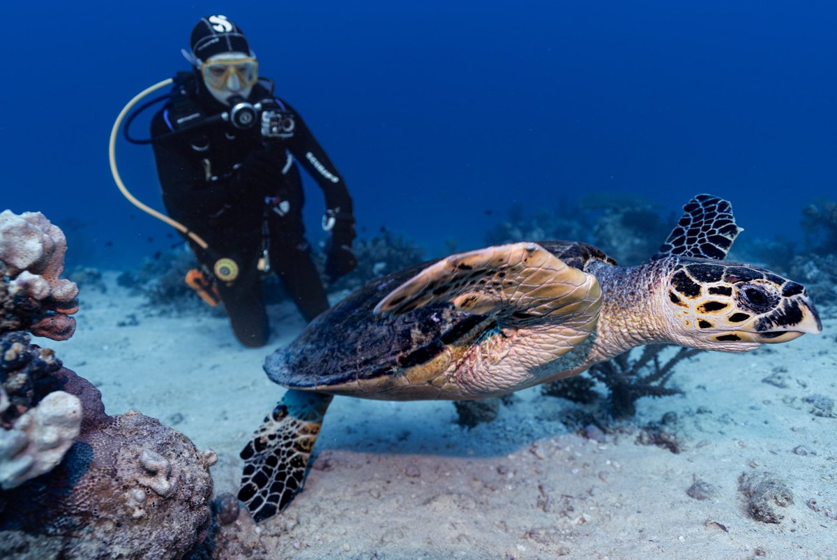 Just had the most amazing dive with sea turtles! 🐢 Did you know these gentle giants can hold their breath for up to 5 hours? 🌊✨ Exploring their underwater world was pure magic. 💙 #DivingAdventures #SeaTurtles #MarineLife #OceanLovers #ScubaDiving #wildlife #animals #turtles