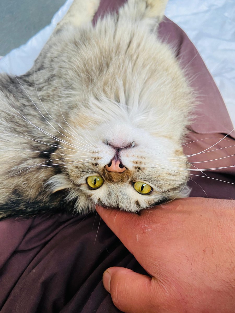 KSARshelter's tweet photo. Promote

#775kthursday
#matchme 
#facesofKSAR

Valentino! What a character! He’s more than ready for his June 2nd ✈️ of 3️⃣0️⃣0️⃣ 🐶and 🐱 to their fur-ever 🏠 in the 🇺🇸.

https://t.co/qH0BjKPZ7p https://t.co/SkHYQ6wJVd