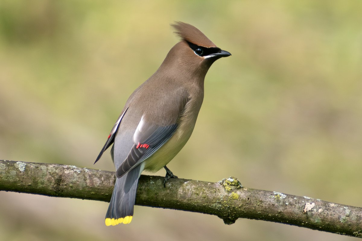 steveslagg's tweet photo. Like, it's spring migration! I am finding it really hard to send emails lol https://t.co/Sv01goNLhD
