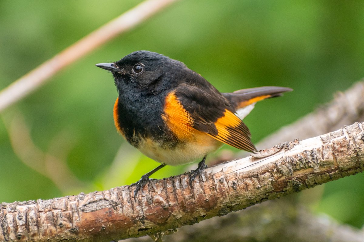 steveslagg's tweet photo. Like, it's spring migration! I am finding it really hard to send emails lol https://t.co/Sv01goNLhD