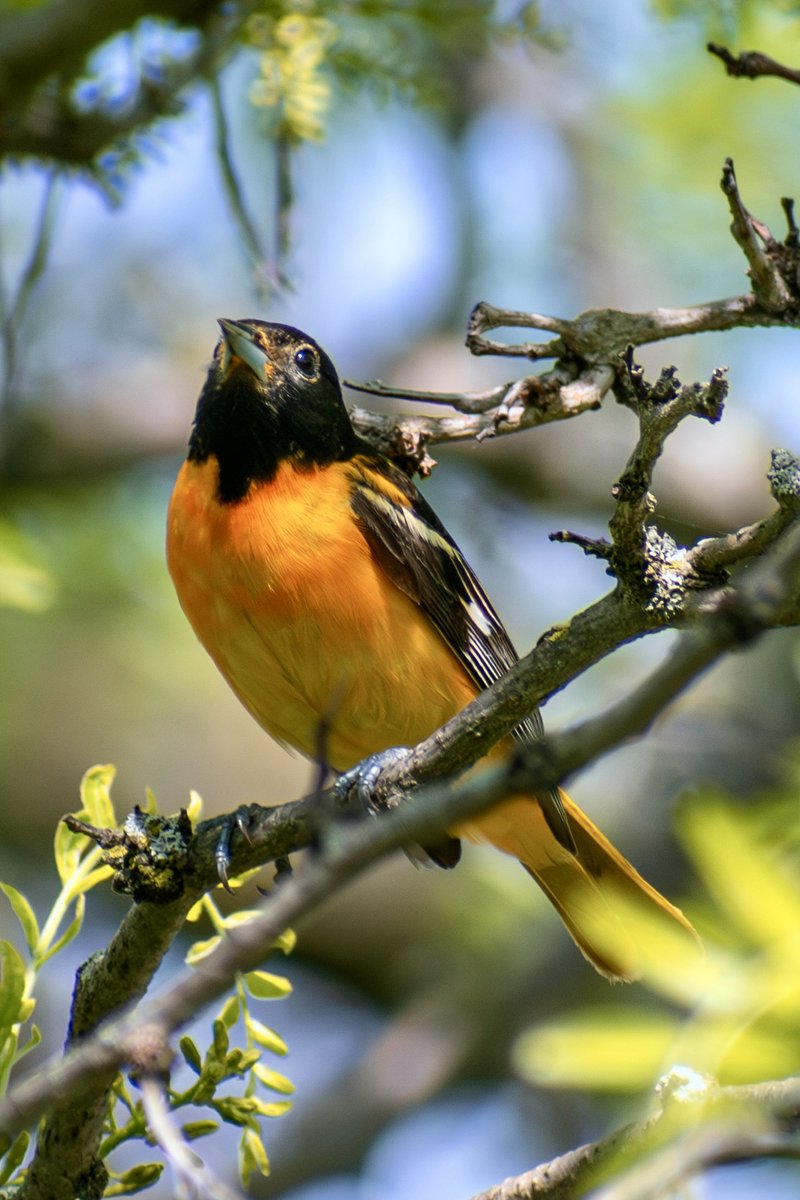steveslagg's tweet photo. Like, it's spring migration! I am finding it really hard to send emails lol https://t.co/Sv01goNLhD