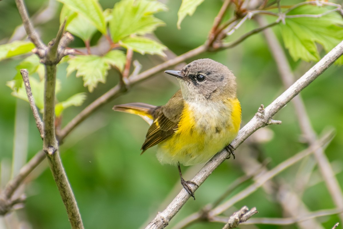 steveslagg's tweet photo. Like, it's spring migration! I am finding it really hard to send emails lol https://t.co/Sv01goNLhD