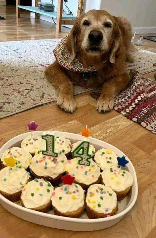 thedogs_space's tweet photo. Today is my 14th birthday, wish me guys 🎂🎉 https://t.co/HPok4nsDUY