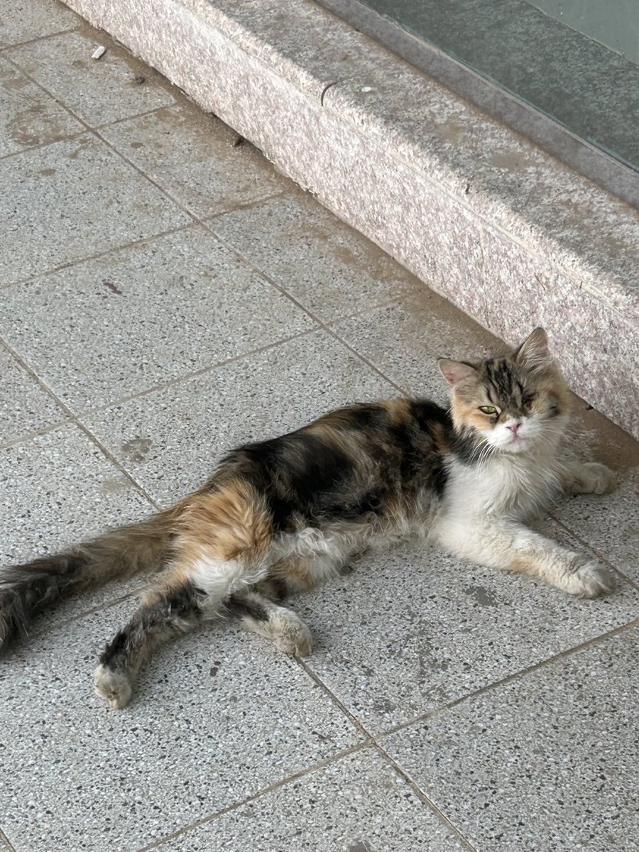 squroo's tweet image. هذا يذكرني باللي يقول :خمسه عشر رجل ماتو من اجل صندوق  . وهذا كبار السن يذكرونها