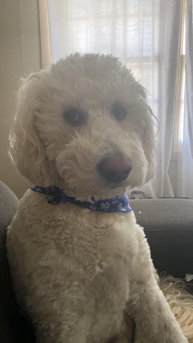 ChrisN1860's tweet photo. @HKBradshaw I love the history lectures, but I’m not a professional scholar, I’m just an amateur. 

Here is a picture of my Goldendoodle https://t.co/Khq5Wp11Oo