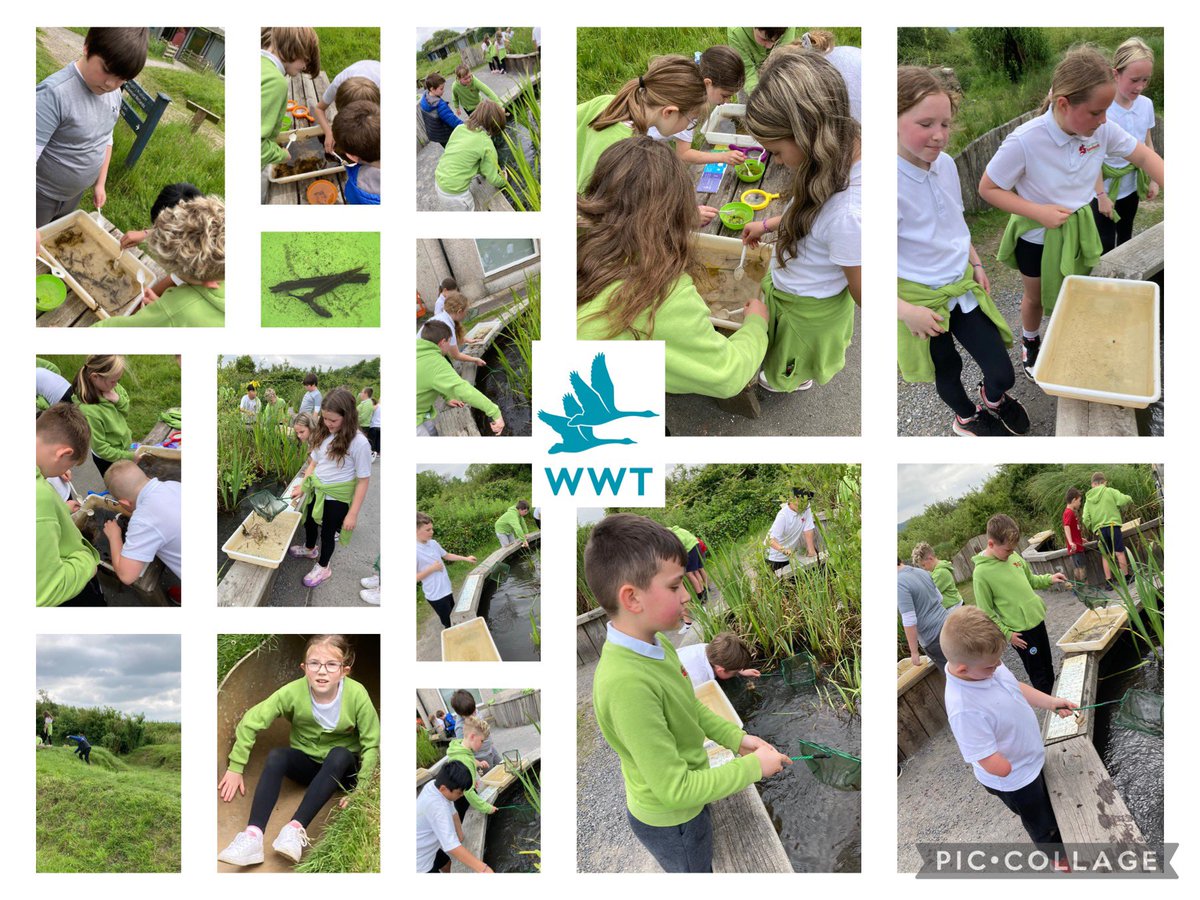 upper_y5's tweet photo. We had a fantastic trip to the @WWTLlanelli this week. Pond dipping, bug hunting, bird spotting and some fantastic facts! We also learnt the importance of protecting our Wetlands. #scienceandtechnology #caringforourenvironment #habitats #outdoorlearning ๐๐๐ชฒ https://t.co/sT7rkdVyKx