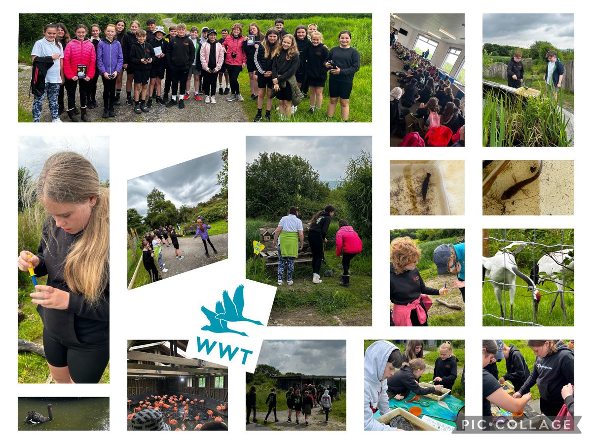 upper_y5's tweet photo. We had a fantastic trip to the @WWTLlanelli this week. Pond dipping, bug hunting, bird spotting and some fantastic facts! We also learnt the importance of protecting our Wetlands. #scienceandtechnology #caringforourenvironment #habitats #outdoorlearning ๐๐๐ชฒ https://t.co/sT7rkdVyKx